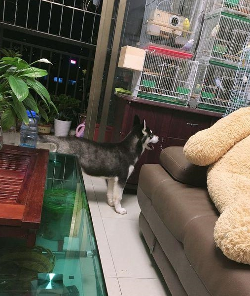 深夜二哈肚子饿了,它出去寻食材,笼子里的鸟被它看上了 深夜二哈肚子饿了,它出去寻食材,笼子里的鸟被它看上了