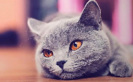 什么花会让猫中毒
