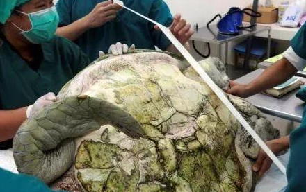 饲养35年的乌龟突然离世，医生切开肚子一看，发现事情不简单！