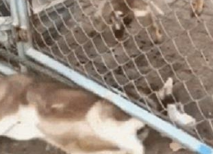 二哈见到鹿屎直犯馋,摄像头进来偷食,鹿的反映笑哭主人 二哈见到鹿屎直犯馋,摄像头进来偷食,鹿的反映笑哭主人