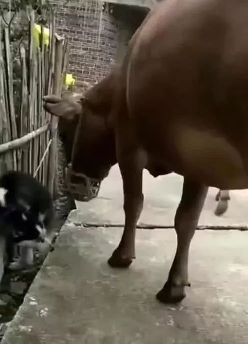 哈士奇被一只牛吓得躲在角落里害怕动,牛:听闻你需要拆我牛圈? 哈士奇被一只牛吓得躲在角落里害怕动,牛:听闻你需要拆我牛圈?
