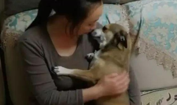 狗子被男主人一顿揍后,委屈的钻入女主人怀中发牢骚,萌化了 狗子被男主人一顿揍后,委屈的钻入女主人怀中发牢骚,萌化了
