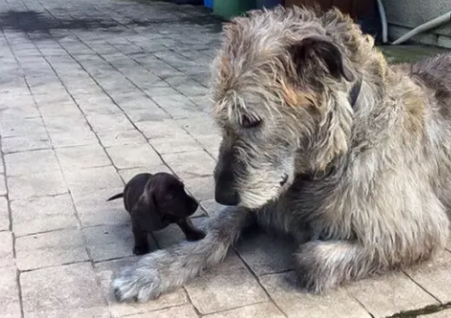 如何治疗爱尔兰猎狼犬拉肚子？作为主人一定要知道！
