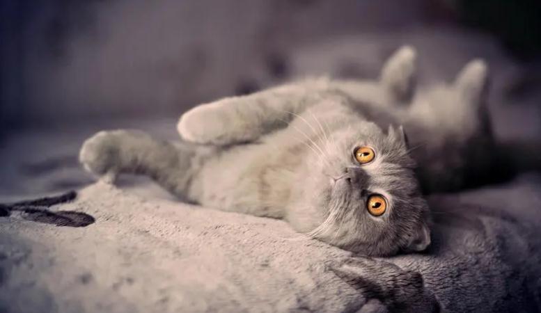 猫眼睑发红分泌物多是为什么 猫眼睑发红分泌物多是为什么