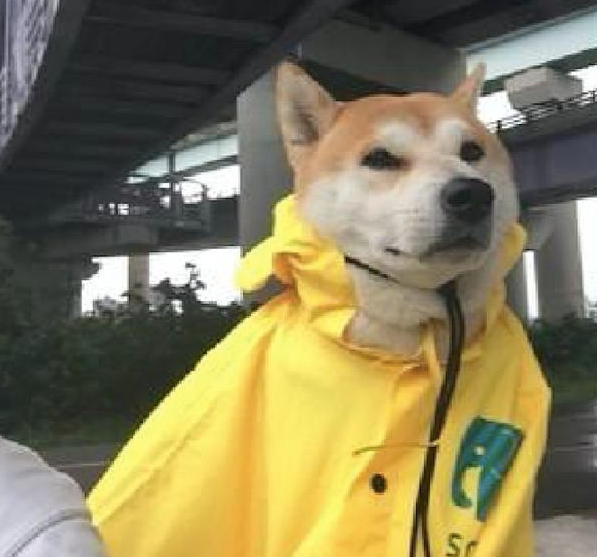 爷爷骑自行车带狗狗出去散步,给它穿上了小雨衣,还以为是他小孙子呢! 爷爷骑自行车带狗狗出去散步,给它穿上了小雨衣,还以为是他小孙子呢!