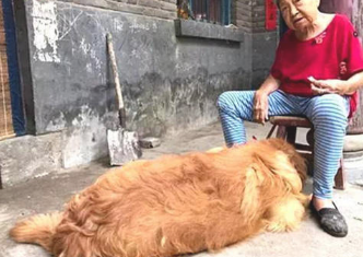 送金毛给家中老人为伴，不经意见到这一界面，主人猛然一把辛酸泪