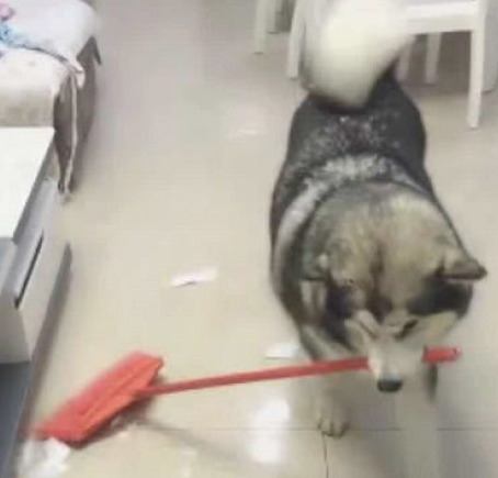 阿拉斯加犬搞破坏，把家搞成垃圾池，主人用来扫帚让它清除不良影响