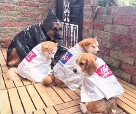 主人给狗子制做雨披,一套还比一套时尚潮流,德牧的女巫装最有趣 主人给狗子制做雨披,一套还比一套时尚潮流,德牧的女巫装最有趣