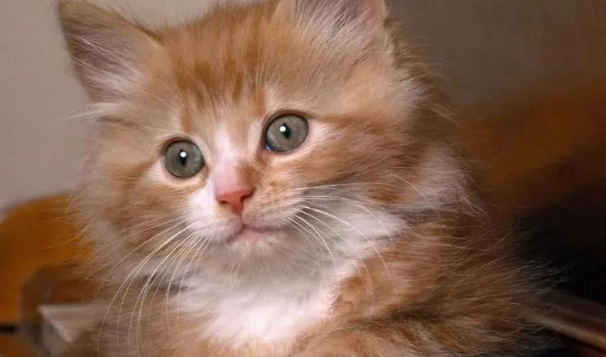 猫咪拉稀怎么快速解决方法 猫咪拉稀怎么快速解决方法