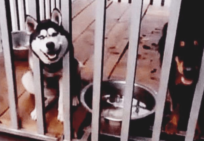 二哈犯错误知错不改,男人将它和藏獒关一起 二哈犯错误知错不改,男人将它和藏獒关一起