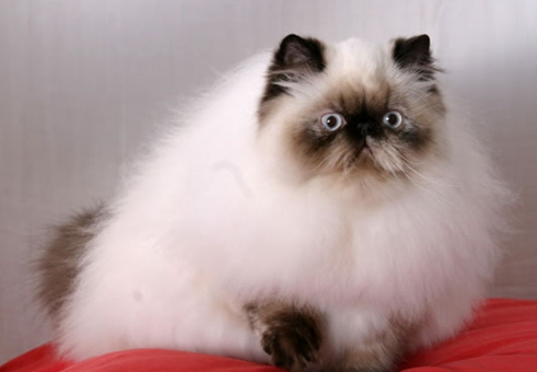 喜马拉雅猫乱抓家具怎么办?不清楚的赶紧看看! 喜马拉雅猫乱抓家具怎么办?不清楚的赶紧看看!