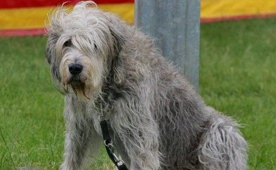 奥达猎犬咬人怎么办？作为主人一定要知道！