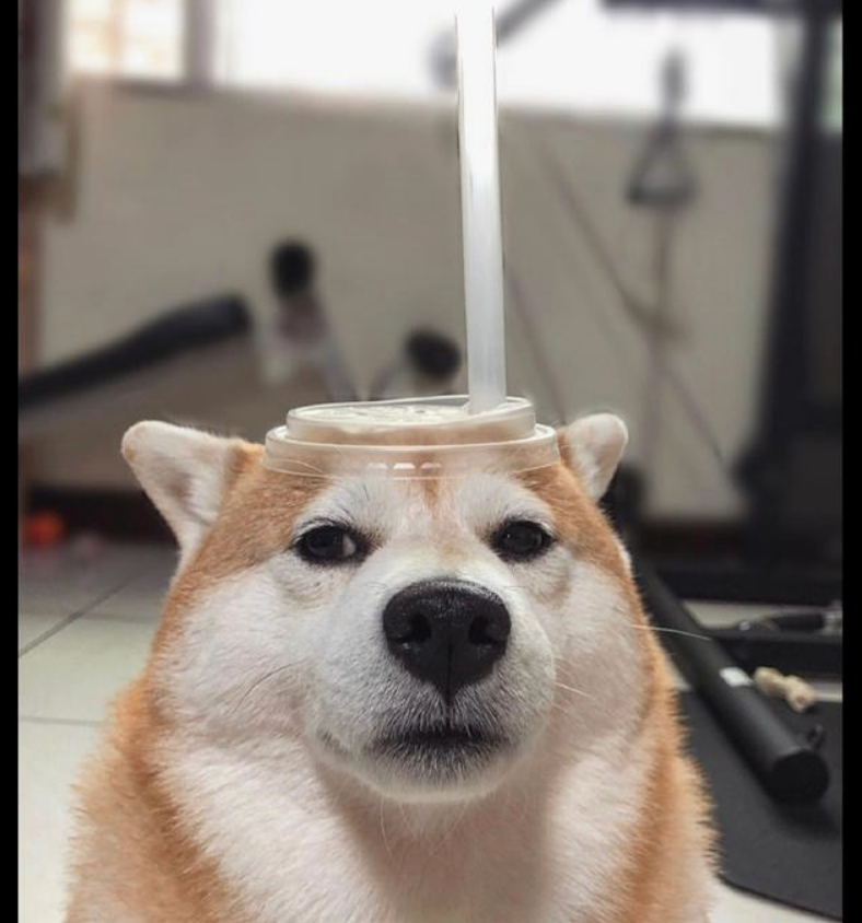 主人让柴犬角色扮演游戏，变为一杯港式奶茶，狗：是不是你认为很风趣