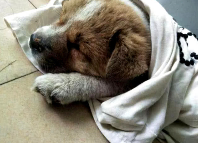 主人收留了一只田园犬,没几日就学好經典姿势,比二哈更深得人心 主人收留了一只田园犬,没几日就学好經典姿势,比二哈更深得人心