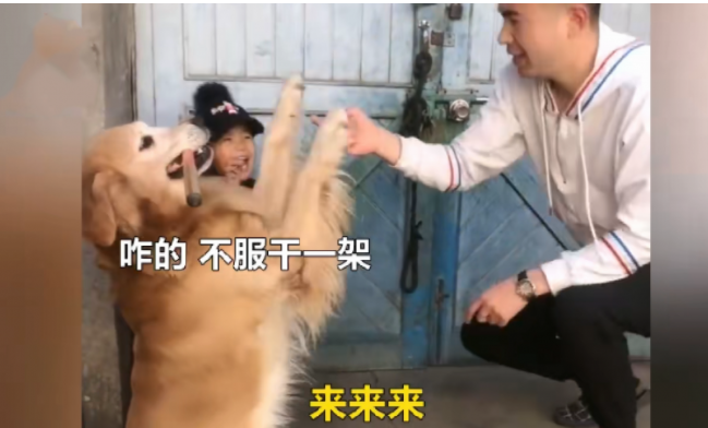 金毛对小主人太好,当男主人打他的情况下它为了更好地维护保养小主人干了这件事情,好感动 金毛对小主人太好,当男主人打他的情况下它为了更好地维护保养小主人干了这件事情,好感动