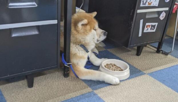 秋田犬看见碗里犬粮，一副愁眉不展的小表情