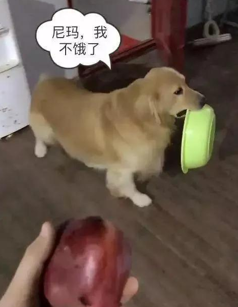 开饭啦，金毛叼着小盆冲过来，一见到主人给的食材，赶忙掉头就跑
