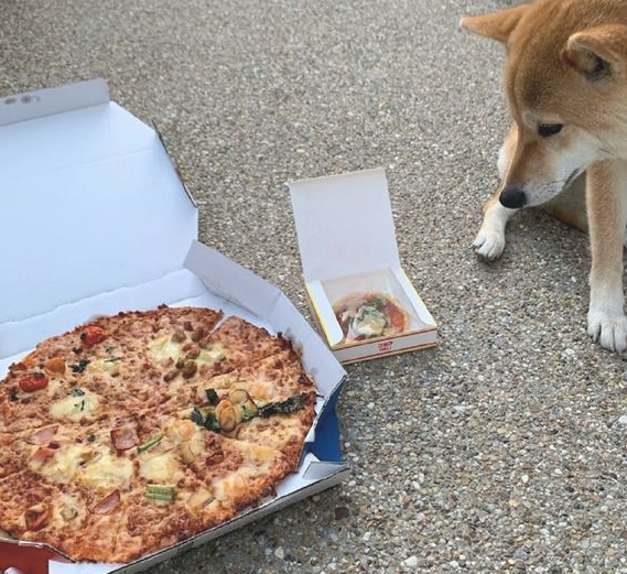 网友给柴犬买来个不大披萨,它一脸忧怨小表情:还不够我塞牙缝的! 网友给柴犬买来个不大披萨,它一脸忧怨小表情:还不够我塞牙缝的!