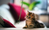 小猫眼睛肿了流泪眼屎多怎么办