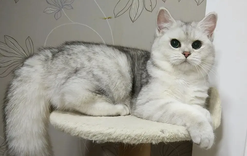 母猫不愿意带孩子的表现