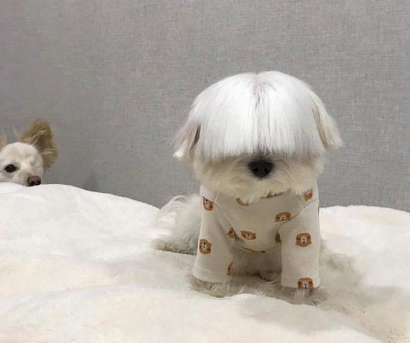 狗狗刘海太长了,都遮住了它的眼,狗:到底是谁遮住了眼,忘记了掀开?_宠界新闻