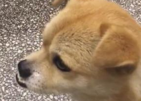 狗狗出世便是兜齿，热情，顾客一看禁不住多看看！