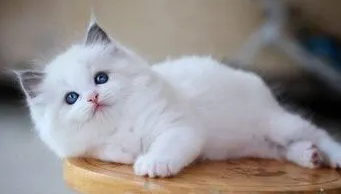幼猫耳朵折的就一定是折耳猫吗 幼猫耳朵折的就一定是折耳猫吗