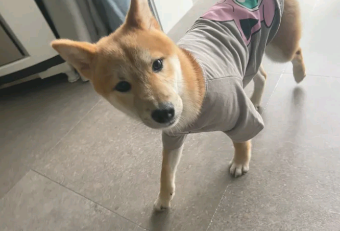 柴犬想出去玩，結果被主人家说得心神不安，哪都不去了