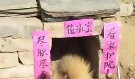 送奶奶一只狗狗，见到狗狗的窝后，笑到胃抽筋：大佬，求带！
