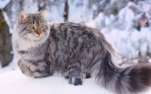 西伯利亚猫性格如何?乖不乖? 西伯利亚猫性格如何?乖不乖?