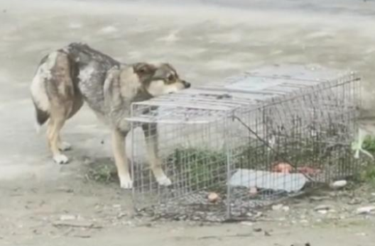 湖北:被细铁丝缠住肚子的流浪狗,当它离开流浪的地方,却流泪了 湖北:被细铁丝缠住肚子的流浪狗,当它离开流浪的地方,却流泪了