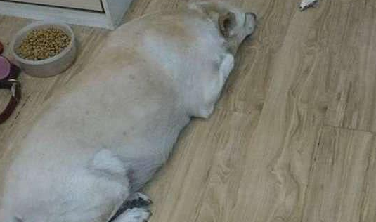 胖狗每次回家都会咬回一堆热狗，好奇的主人偷偷跟踪它出门……