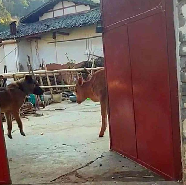 小黄牛想悄悄跑路,狗狗猛的跳起来紧抱它,狗:你是关键资产快回去 小黄牛想悄悄跑路,狗狗猛的跳起来紧抱它,狗:你是关键资产快回去