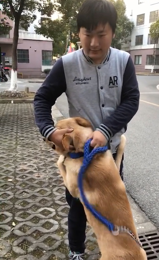 见到铲屎官出门回归,金毛迎向前卖务求宠,界面温暖令人打动 见到铲屎官出门回归,金毛迎向前卖务求宠,界面温暖令人打动