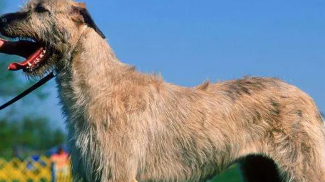 爱尔兰猎狼犬呕吐怎么办 不清楚的赶紧看看 宠物网