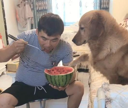 主人在狗狗眼前吃西瓜，金毛狗狗一口都没有吃，結果令人哭晕在厕所！