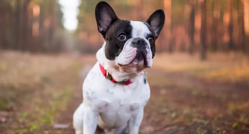 法斗在一两个月正是长身体的时候,主人应该喂宠物狗买优质时候宠物狗