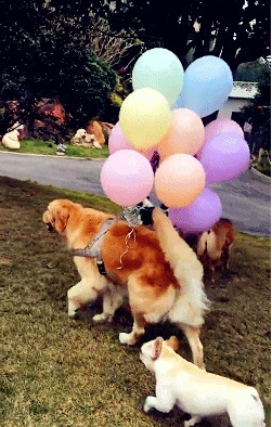 金毛给小法斗生日日，带了一堆气球，是要把小伙伴们送上天吗？