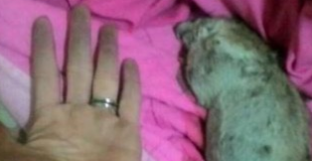 刚领养了一只战斗力惊人的猫咪 这就是传说中的报恩 刚领养了一只战斗力惊人的猫咪 这就是传说中的报恩