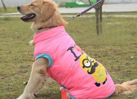 金毛幼犬粮一般吃到几个月呢 金毛幼犬粮一般吃到几个月呢