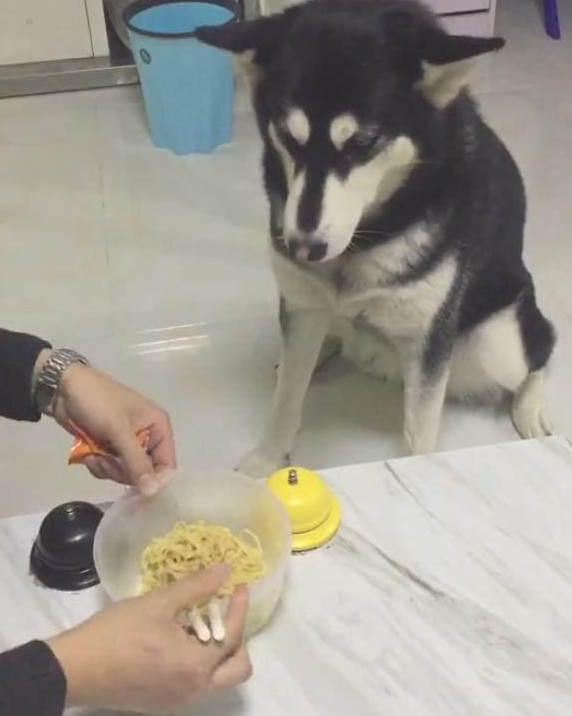 主人定了一碗面不足吃,哈士奇暖心的叫来美味,結果主人要宰了哈士奇!