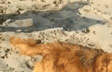 网友钓上了一条大魚，金毛和橘猫都咬到一半不松嘴，旗鼓相当啊！