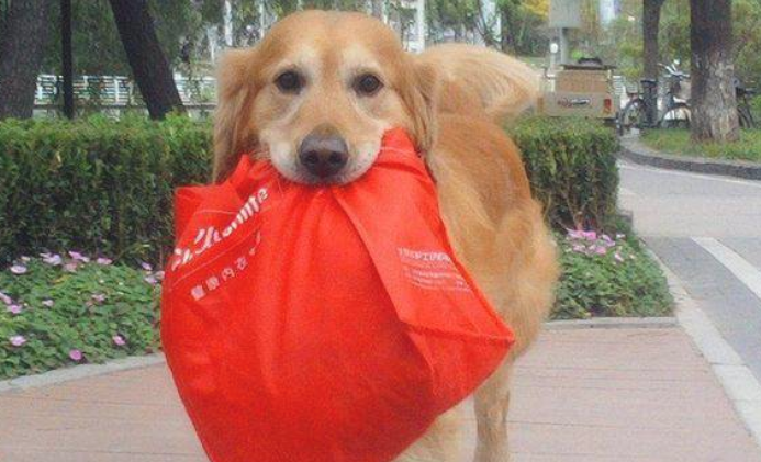 金毛究竟有多聪慧？装作协助人干家务，結果给主人叼回家钱