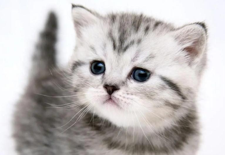 猫传腹会不会传染别的猫吗 猫传腹会不会传染别的猫吗