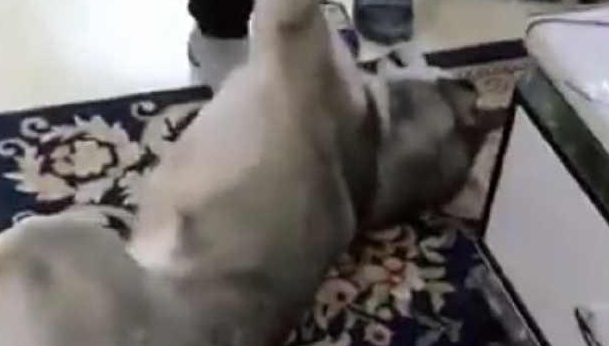 每一次要给家中的哈士奇洗澡时,二哈便会变为这副模样,主人家笑喷 每一次要给家中的哈士奇洗澡时,二哈便会变为这副模样,主人家笑喷