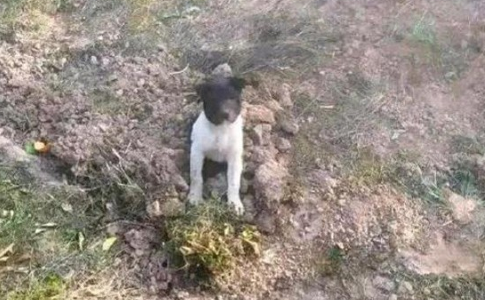 网友好心的把一只流浪犬的遗体埋了，結果……狗子：有毛病吧你？