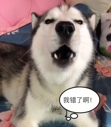 哈士奇跟主人争吵，主人一怒之下把它丢入淋浴室，哈士奇：完后！