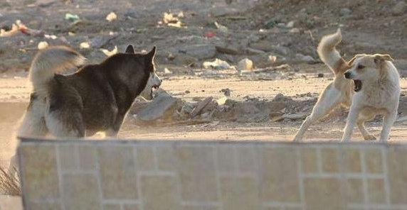 哈士奇和土狗打架竟然获胜，或是一挑三，打得赢的缘故却令人无奈！