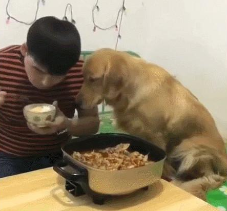 小伙只图自身吃肉无视金毛,下面产生的这一幕却使他愣住了