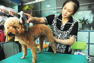 狗狗意外猝死 原因竟然是害怕被剃毛 狗狗意外猝死 原因竟然是害怕被剃毛